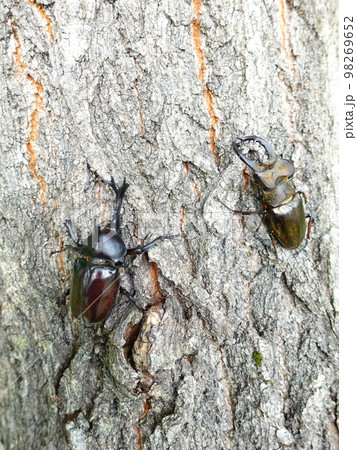 カブトムシ　クワガタムシ　ミヤマクワガタ　夏休み　子供 98269652