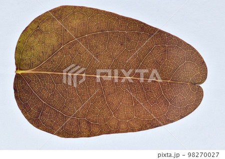 紅葉したアケビ(木通)の葉と葉脈 紅葉したアケビ(木通)の葉と葉脈 98270027