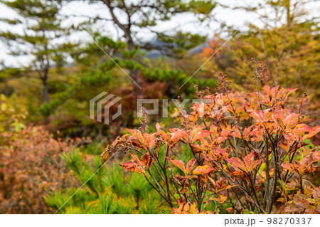 鬼押出し園の紅葉(群馬県) 鬼押出し園の紅葉(群馬県) 98270337