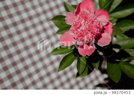 Beautiful peony flower on pink color close up. Fresh cut flowers green leaf for decoration home. Delivery flower Beautiful peony flower on pink color close up. Fresh cut flowers green leaf for decoration home. Delivery flower 98270453