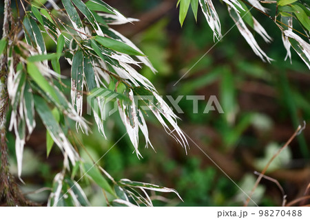 黒竹（クロチク）の葉の新旧交代 98270488