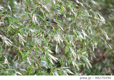 黒竹（クロチク）の葉の新旧交代 98270490