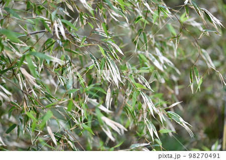 黒竹（クロチク）の葉の新旧交代 98270491