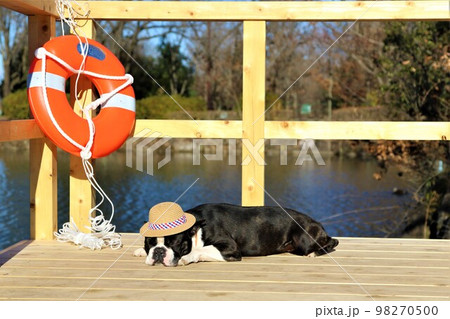 憩いの鶴ヶ島市運動公園太田ヶ谷沼のデッキの上でお昼寝中の麦わら帽子の可愛いボストンテリア♡マイティ君 98270500