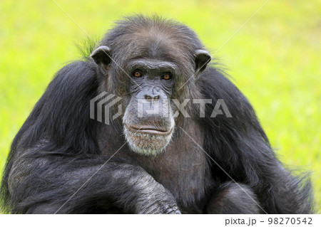 Close-up of a Chimpanzee looking at the camera with green background 98270542