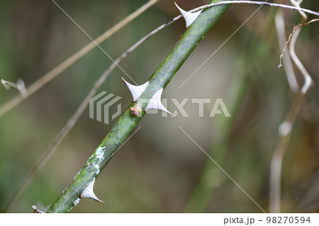 ノイバラ(野茨)の棘 ノイバラ(野茨)の棘 98270594