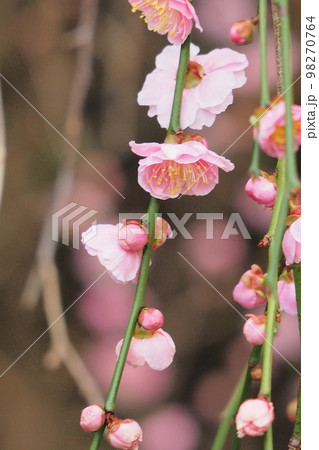 枝垂れ桜のような 枝垂れ梅はかわいい 98270764