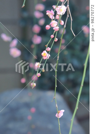 枝垂れ桜のような 枝垂れ梅はかわいい 枝垂れ桜のような 枝垂れ梅はかわいい 98270772