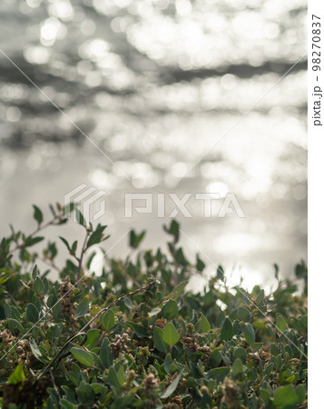 植物 工場 プランツ 98270837