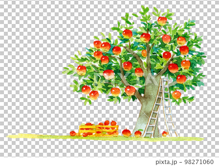 watercolor painting: apple tree watercolor painting: apple tree 98271060