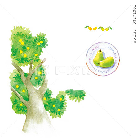 水彩画：洋梨 98271061