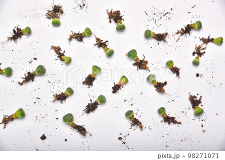 Small cactus seedlings with long roots, Preparing indoor houseplant for replanting Small cactus seedlings with long roots, Preparing indoor houseplant for replanting 98271071