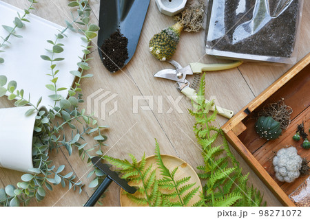 Indoor houseplant for home decoration, Replanting tree gardening tool, Planting cactus Indoor houseplant for home decoration, Replanting tree gardening tool, Planting cactus 98271072
