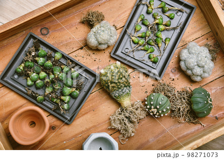 Cactus seedlings with long roots, Preparing indoor houseplant, Replanting Cactus seedlings with long roots, Preparing indoor houseplant, Replanting 98271073