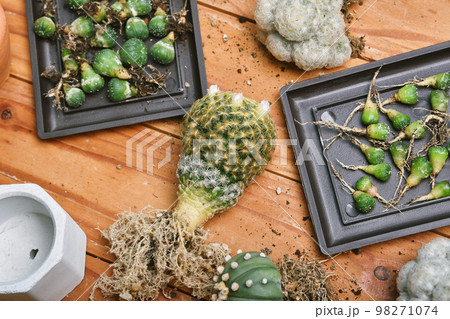 Cactus seedlings with long roots, Preparing indoor houseplant, Replanting tree 98271074