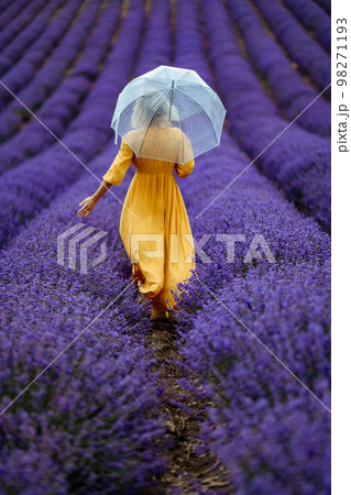 A middle-aged woman in a lavender field walks under an umbrella on a rainy day and enjoys aromatherapy. Aromatherapy concept, lavender oil, photo session in lavender A middle-aged woman in a lavender field walks under an umbrella on a rainy day and enjoys aromatherapy. Aromatherapy concept, lavender oil, photo session in lavender 98271193