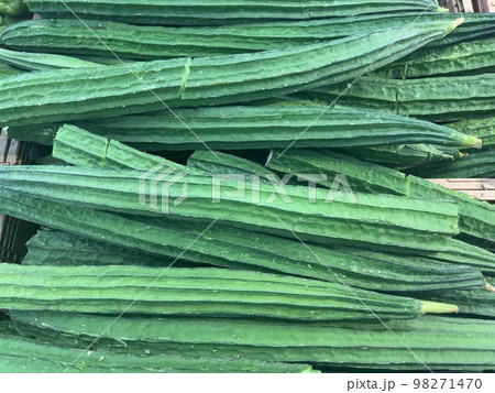 インドから東南アジアが原産とされるウリ科ヘチマ属の野菜であるトカドヘチマ インドから東南アジアが原産とされるウリ科ヘチマ属の野菜であるトカドヘチマ 98271470