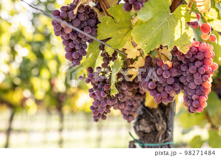 Purple bunches of grapes of the Red Traminer variety in a vineyard ripening before harvest 98271484
