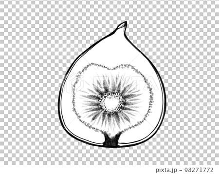 Realistic line drawing illustration of a fig cut in half 98271772