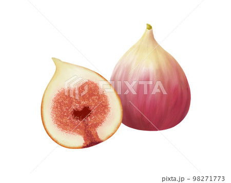 ふたつのイチジクのリアルな水彩イラスト ふたつのイチジクのリアルな水彩イラスト 98271773