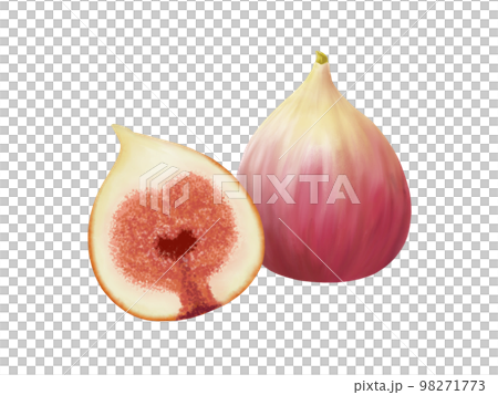 ふたつのイチジクのリアルな水彩イラスト ふたつのイチジクのリアルな水彩イラスト 98271773