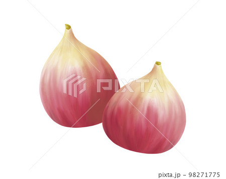 二つのイチジクのリアルな水彩イラスト 98271775