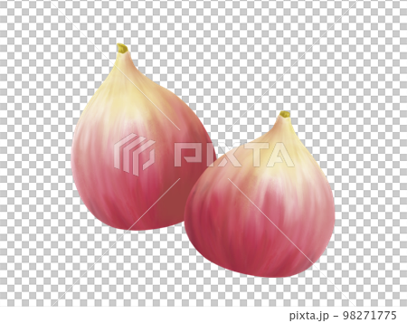 二つのイチジクのリアルな水彩イラスト 98271775