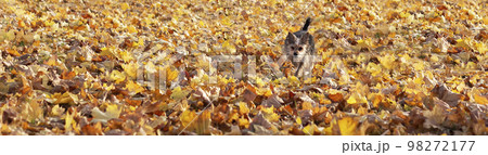 Warm autumn. Outdoor dog in orange-yellow foliage 98272177