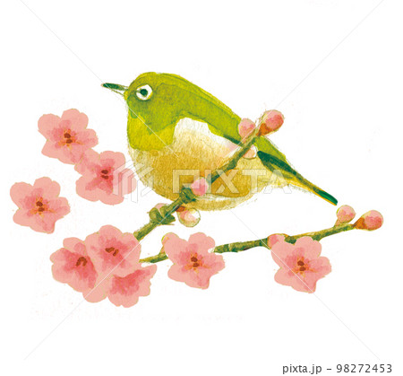 水彩画:めじろ 水彩画:めじろ 98272453