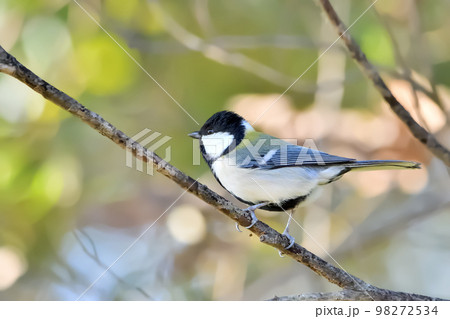 シジュウカラ 98272534