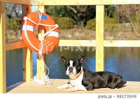 憩いの鶴ヶ島市運動公園太田ヶ谷沼のウッドデッキに伏せて見つめる愛犬ボストンテリアのマイティ君♡ 憩いの鶴ヶ島市運動公園太田ヶ谷沼のウッドデッキに伏せて見つめる愛犬ボストンテリアのマイティ君♡ 98273049