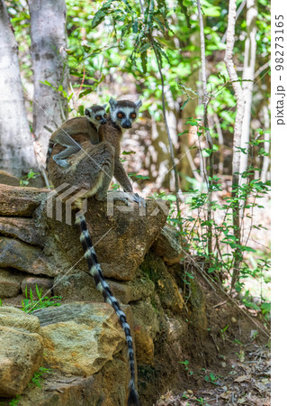 Ring-tailed lemur, Lemur catta, Madagascar wildlife animal 98273165