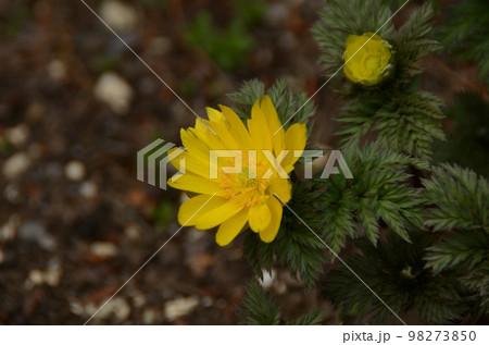 冬の花:フクジュソウ10 春寒の候 冬の花:フクジュソウ10 春寒の候 98273850
