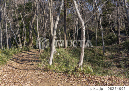 滝山城跡の千畳敷から見る馬出【国指定史跡・都立滝山公園】東京都八王子市 滝山城跡の千畳敷から見る馬出【国指定史跡・都立滝山公園】東京都八王子市 98274095
