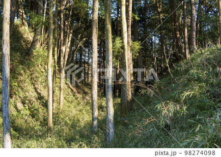 滝山城跡の空堀【国指定史跡・都立滝山公園】東京都八王子市 滝山城跡の空堀【国指定史跡・都立滝山公園】東京都八王子市 98274098