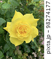 雨に濡れた黄色のバラ 98274177