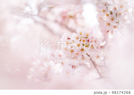 Cherry Blossoms 98274268