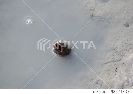 ゴマホタテウミヘビ (Okinawa) ゴマホタテウミヘビ (Okinawa) 98274338