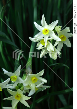 香り漂う冬の花 香り漂う冬の花 98274342