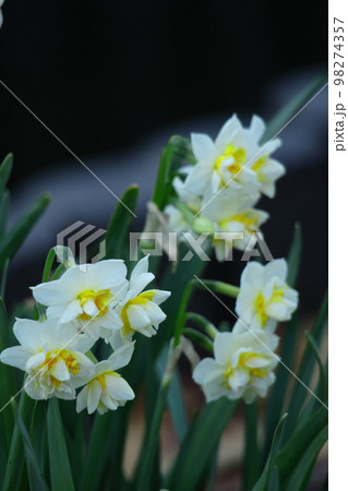 香り漂う冬の花 香り漂う冬の花 98274357