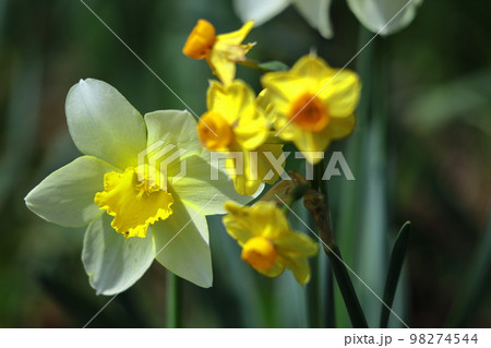 香り漂う冬の花 98274544