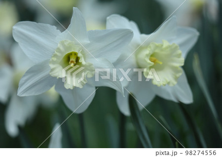 香り漂う冬の花 98274556