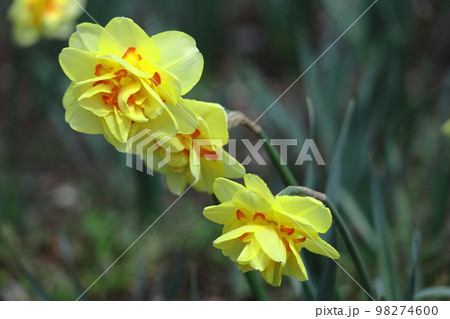 香り漂う冬の花 香り漂う冬の花 98274600