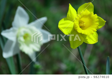 香り漂う冬の花 香り漂う冬の花 98274610