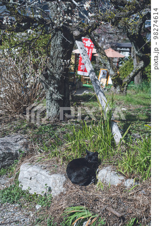太宰府天満宮 野良の黒猫 太宰府天満宮 野良の黒猫 98274614
