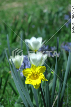 香り漂う冬の花 香り漂う冬の花 98274746