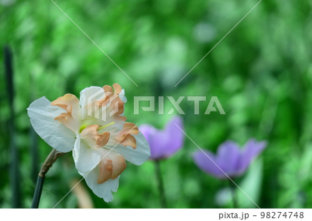 香り漂う冬の花 香り漂う冬の花 98274748