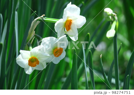 香り漂う冬の花 香り漂う冬の花 98274751