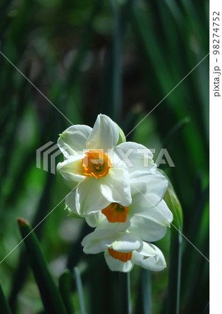 香り漂う冬の花 香り漂う冬の花 98274752