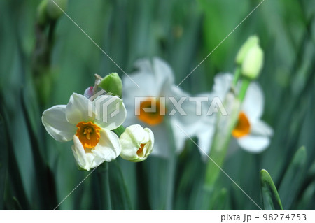 香り漂う冬の花 香り漂う冬の花 98274753